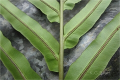 Blechnum orientale